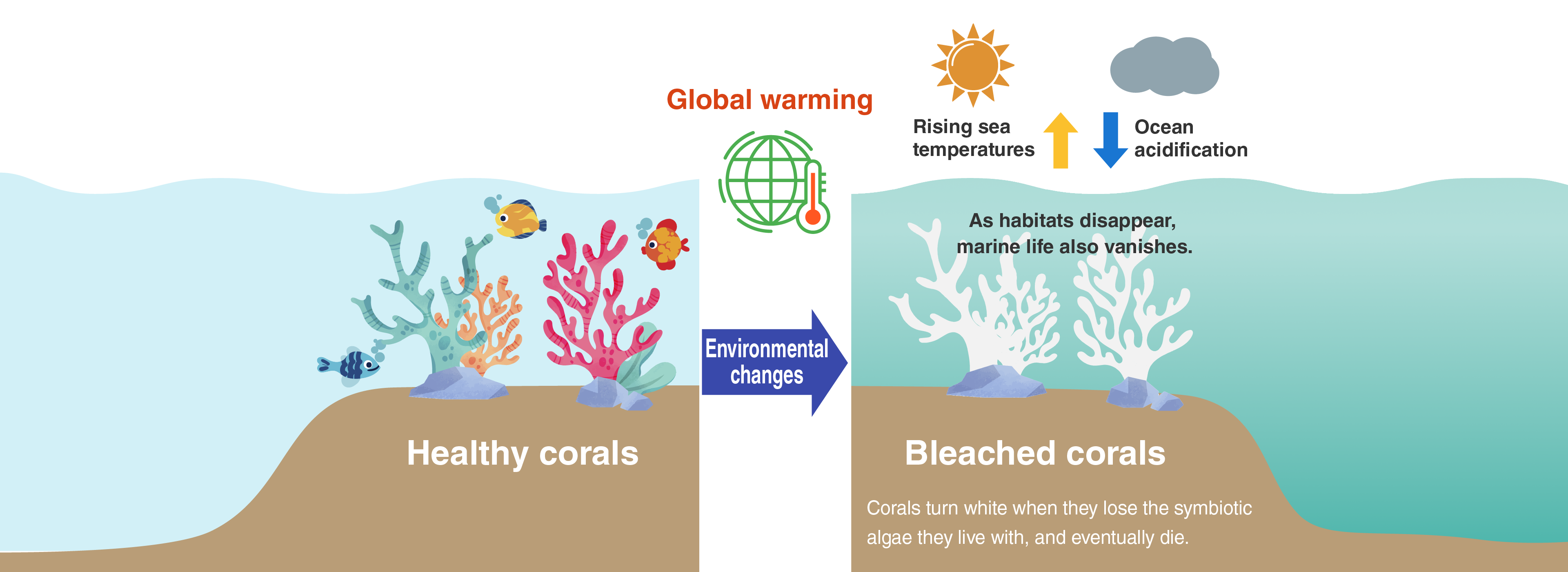 As habitats disappear, marine life also vanishes. Bleached corals Corals turn white when they lose the symbiotic algae they live with, and eventually die.